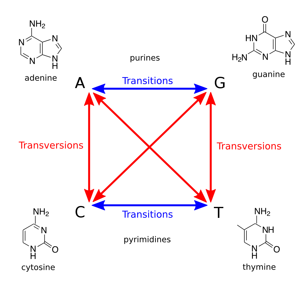 Image of Transitions and Transversions via Wikipedia